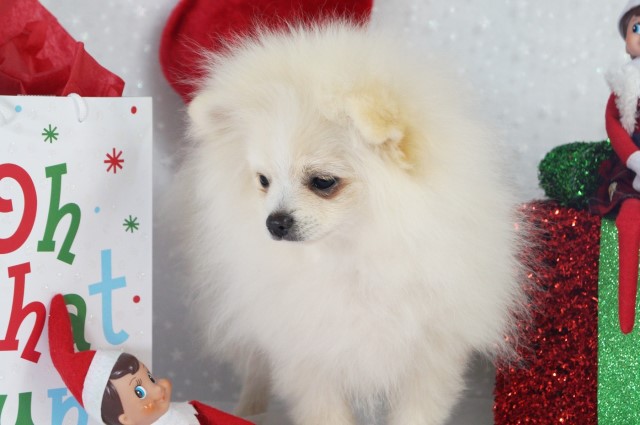 Pomeranian puppy for sale + 65180