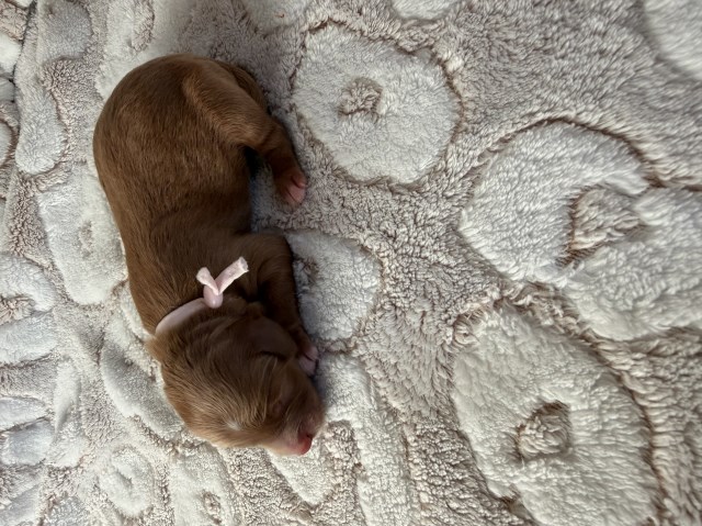 Mini F1bb Bernedoodle - Meet Ginger