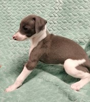 Italian Greyhound Italian Greyhound for sale/adoption