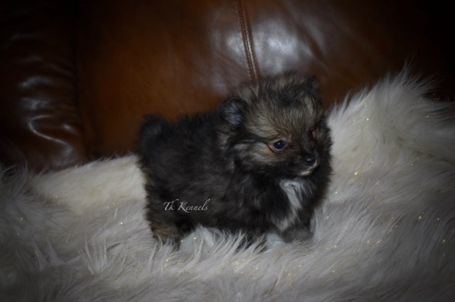 Pomeranian puppy for sale + 54091