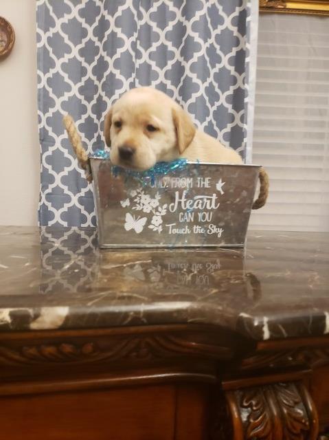 Labrador Retriever puppy for sale + 54436