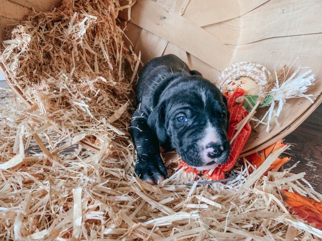 Great Dane puppy for sale + 60908