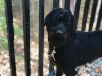 Labradoodle thumbnail