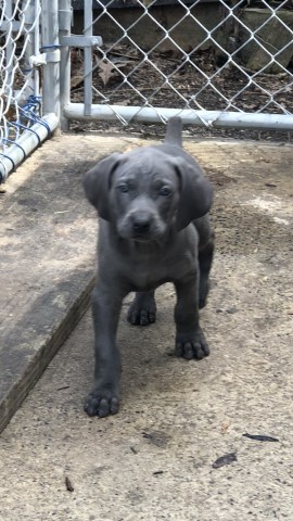 Gracie's pups Beautiful Weimaraner