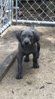 Gracie's pups Beautiful Weimaraner Weimaraner for sale/adoption