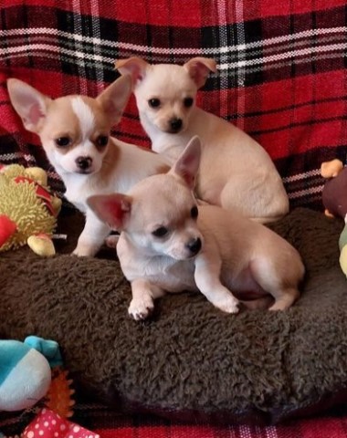 Chihuahua puppy for sale + 63352