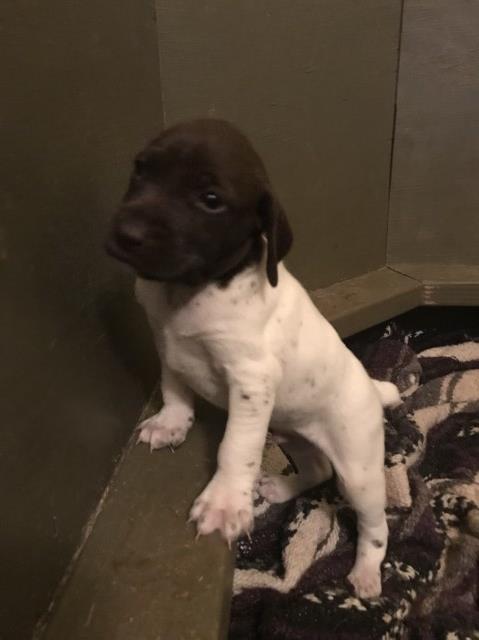 German Shorthaired Pointer puppy for sale + 54863