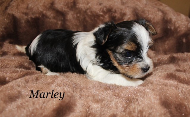 Yorkshire Terrier puppy for sale + 47583