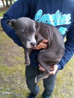 Puppies in need of loving homes American Bulldog for sale/adoption