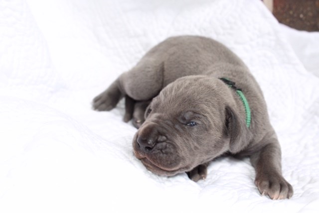 AKC Blue Great Dane Pups