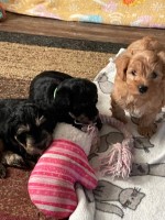 Mini Schnoodles Miniature Schnauzer for sale/adoption