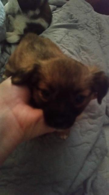 Jack Russell Terrier Puppy Dog For Sale In Indianapolis Indiana