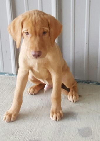 Labrador Retriever puppy for sale + 46948
