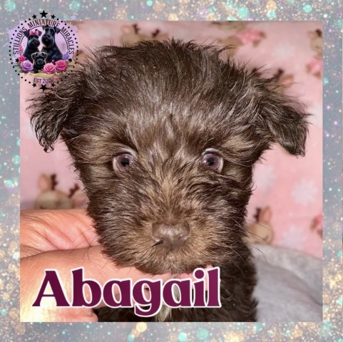 Miniature Schnauzer puppy for sale + 66287
