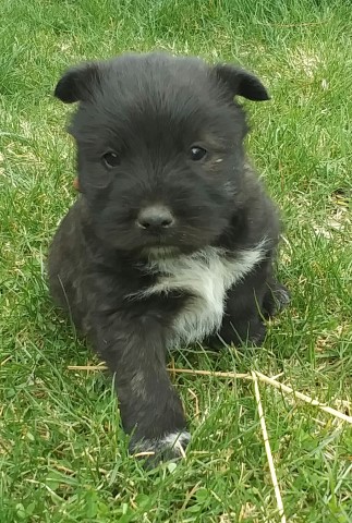 Australian Cattle Dog puppy for sale + 61676