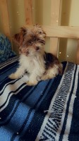 Chocolate parti yorkie akc purebred teacup male Yorkshire Terrier for sale/adoption