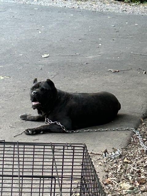 Cane Corso puppy for sale + 65148