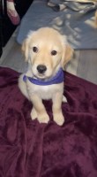 AKC registered male & female golden retriever puppies Golden Retriever for sale/adoption
