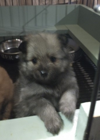 Pomeranian puppy for sale + 63962