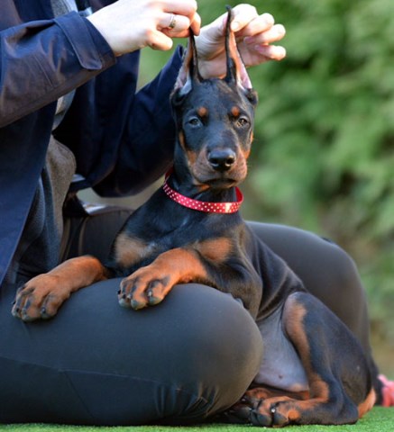 European doberman puppy for sale in USA