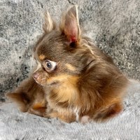 Teddy LC Lavender Chihuahua Male Chihuahua for sale/adoption