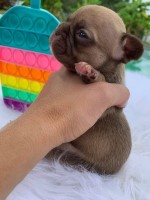 Sweetheart ... Fluffy Carrier Frenchie French Bulldog for sale/adoption