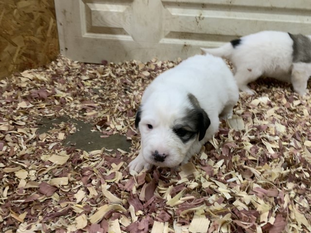 Great Pyrenees puppy for sale + 61297