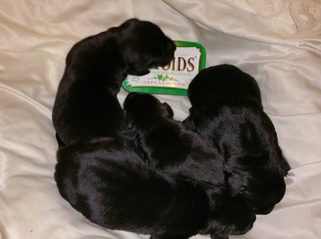 CHAMPIONSHIP PEDIGREE BLACK LAB PUPPIES - over 150 titles in 6 generation pedigree