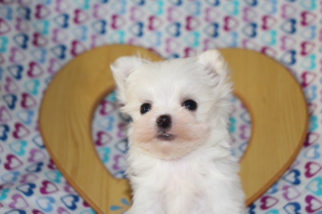 Maltese puppy for sale + 51505
