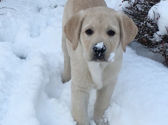 Labrador Retriever puppy for sale + 54739