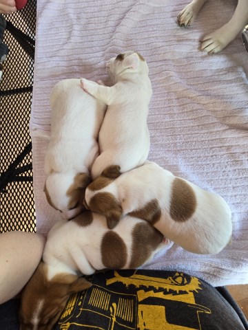 Jack Russell Terrier puppy for sale + 67085