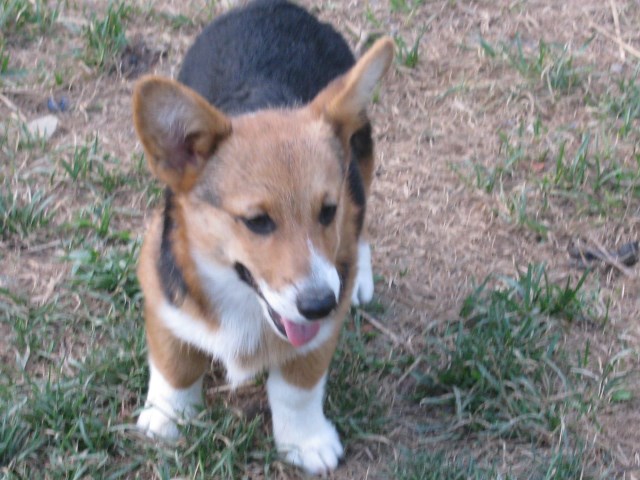 Pembroke Welsh Corgi puppy dog for sale in Tuscarawas ...