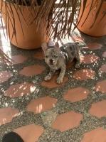 Blue merle/lilac French Bulldog for sale/adoption