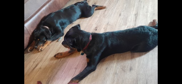 AKC German Rottweiler Diamond