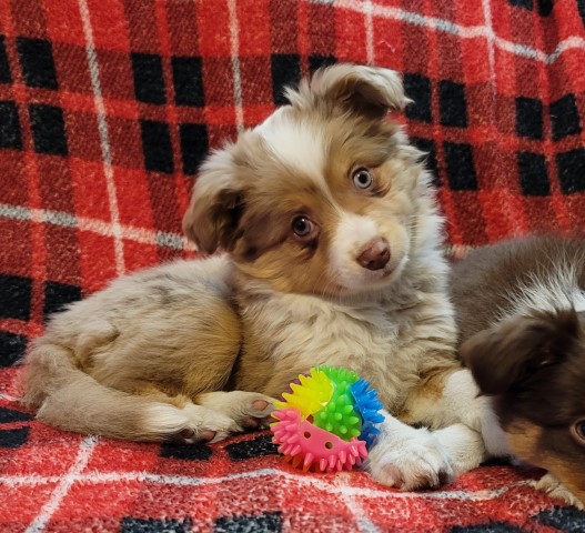 Australian Shepherd Dog puppy for sale + 64184