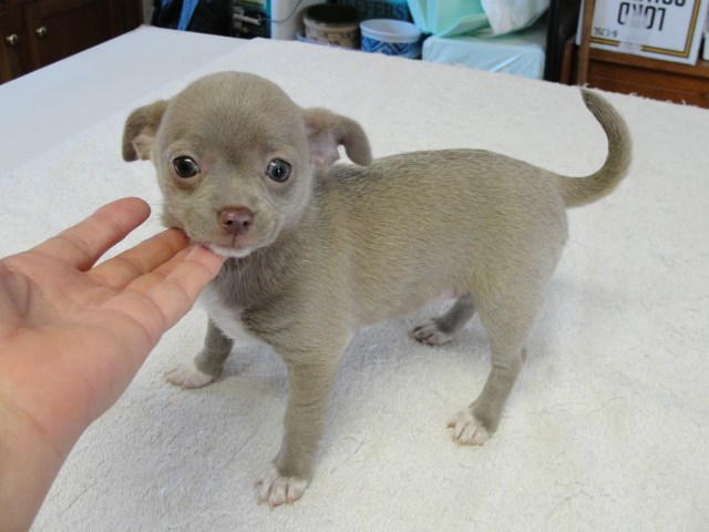 blue fawn chihuahua for sale
