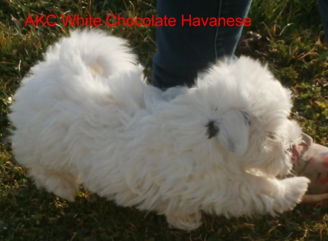 Havanese puppy for sale + 60453
