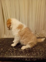 Great Pyrenees / Collie Farm Puppies – LGD or Family Homes Great Pyrenees for sale/adoption