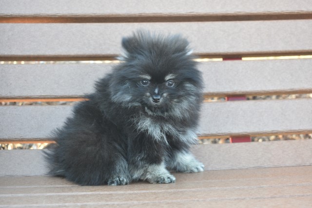 Pomeranian puppy for sale + 64560