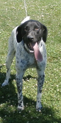 German Shorthaired Pointer puppy for sale + 54845