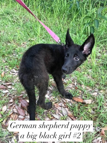 German Shepherd Dog puppy for sale + 67221