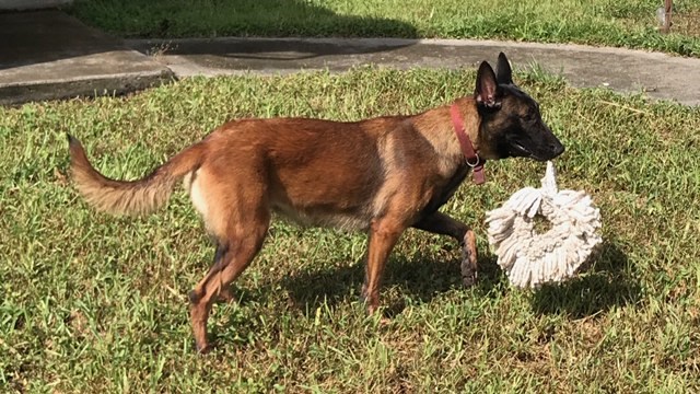 Malinois puppy for sale + 58793