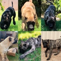 Perro De Presa Canario thumbnail