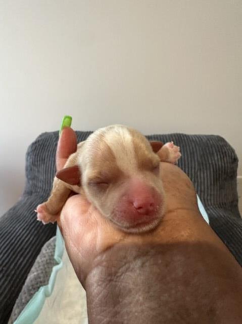 Yorkshire Terrier puppy for sale + 66767