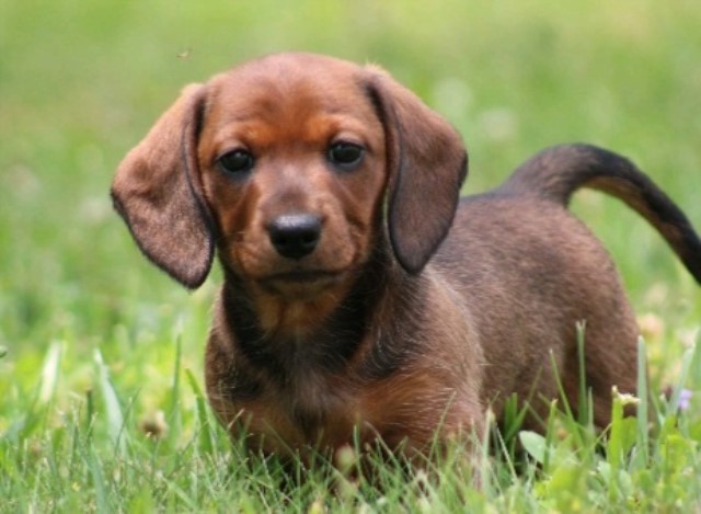 Female mini daschund