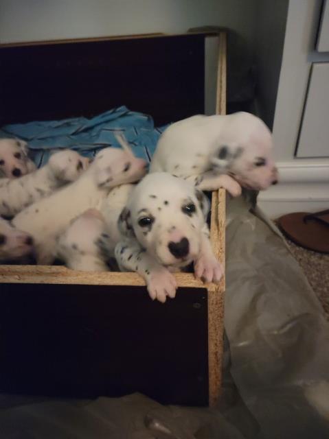 Dalmatian puppies