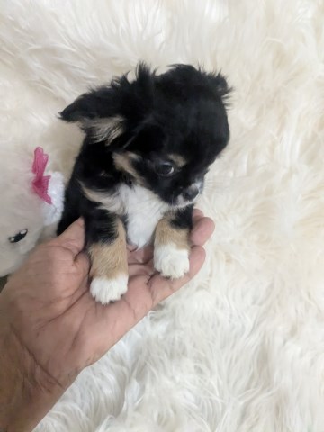 Chihuahua puppy for sale + 66835