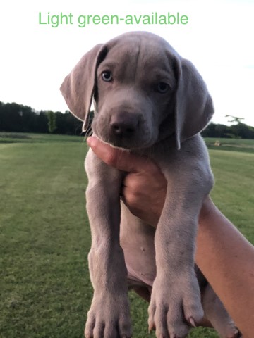 Weimaraner puppy for sale + 61945