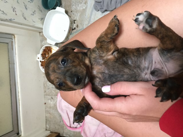 Registered Miniature Dachshund Puppies