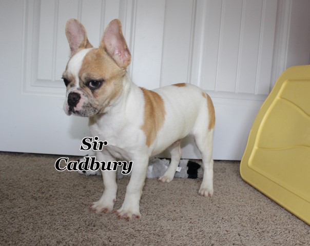 Sir Cadbury - Merle Fluffy Carrier French Bulldog
